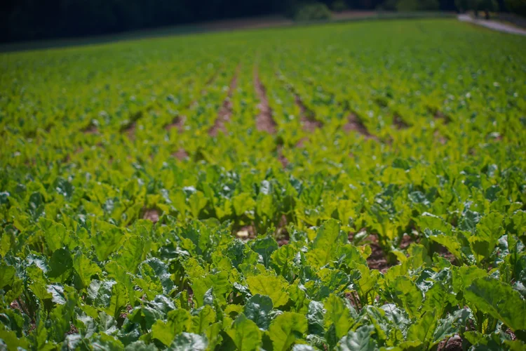 Carl Zeiss Jena Vario-Prakticar 80-200mm f4 - Zuckerrübenacker.webp