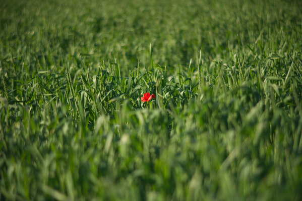 Carl Zeiss Jena Vario-Prakticar 80-200mm f4 - Mohn im Dinkelfeld 7.jpg