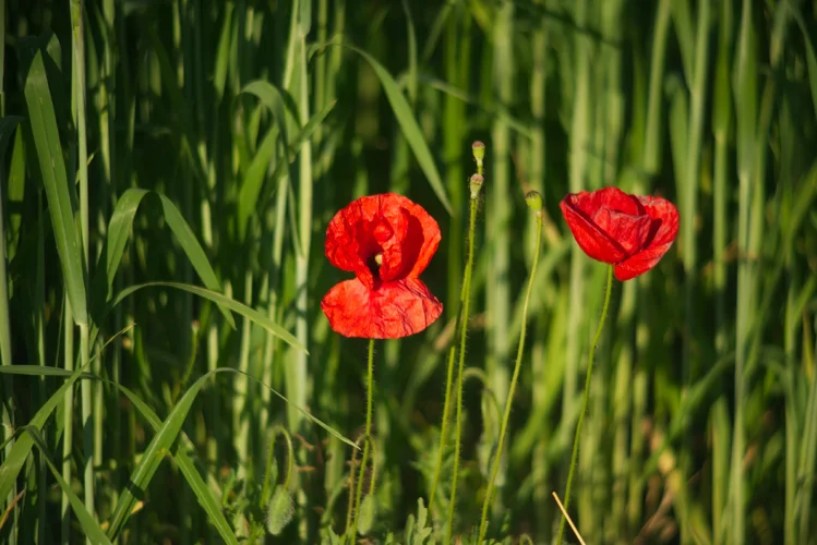 Carl Zeiss Jena Vario-Prakticar 80-200mm f4 - Mohn im Dinkelfeld 8.webp