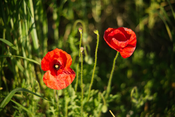 Carl Zeiss Jena Vario-Prakticar 80-200mm f4 - Mohn im Dinkelfeld 9.jpg