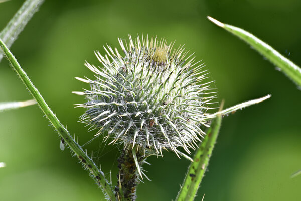 Distel2.jpg