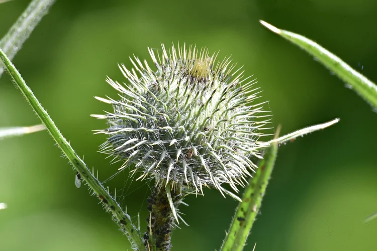 Distel2.webp