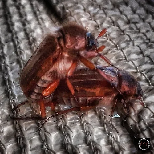 65310116_2555357461164239_3274378015865307136_n (1).webp