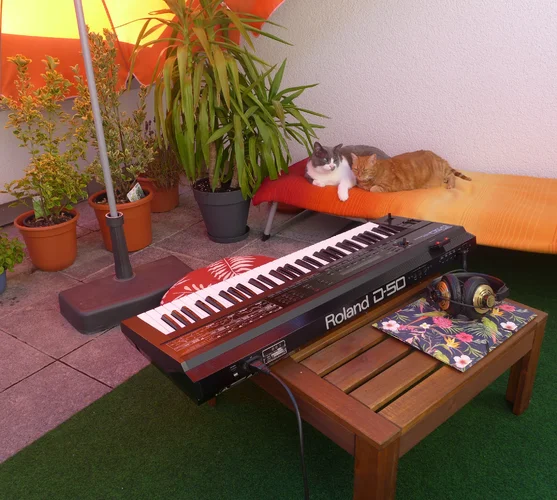 20220626_D50cat 2.jpg 20220626_D50cat 2.jpg