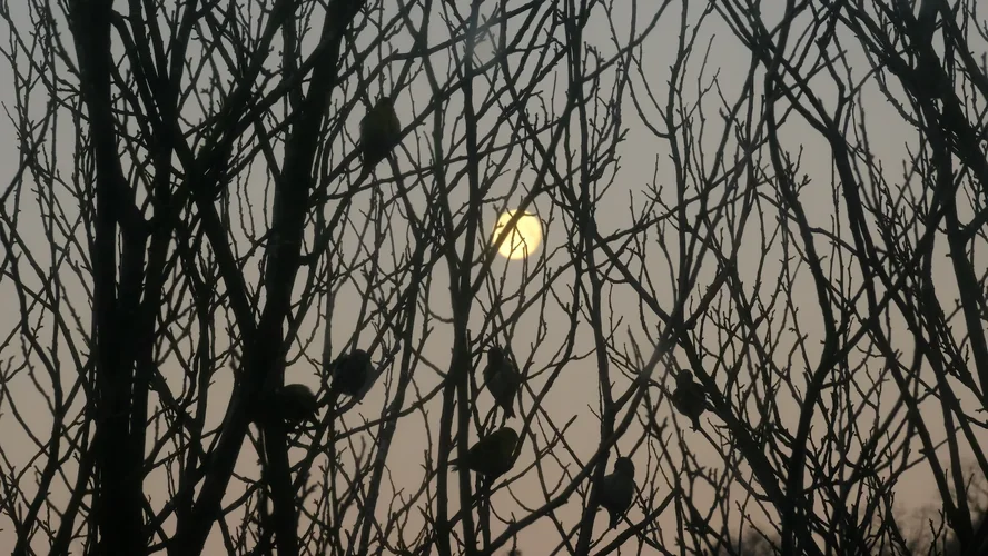 TonKlangLichtermondFeb - 1 (1).webp