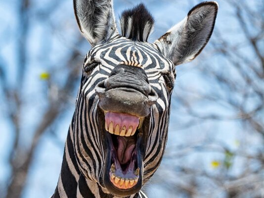 zebra-quagga-bild-1.jpg