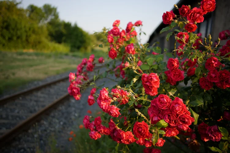 DSC_0648_DxO.webp DSC_0648_DxO.webp