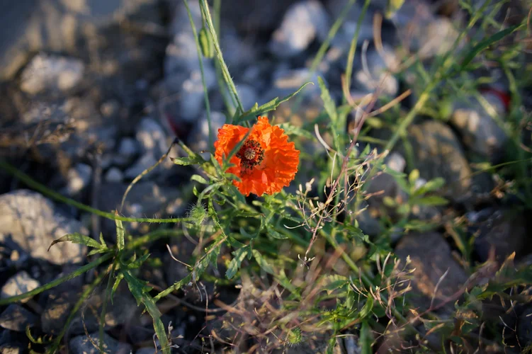 DSC_0644_DxO.webp DSC_0644_DxO.webp