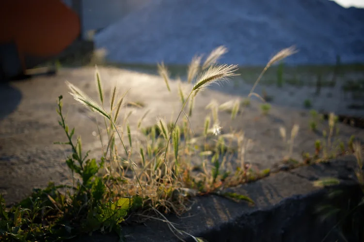 DSC_0619_DxO.webp DSC_0619_DxO.webp