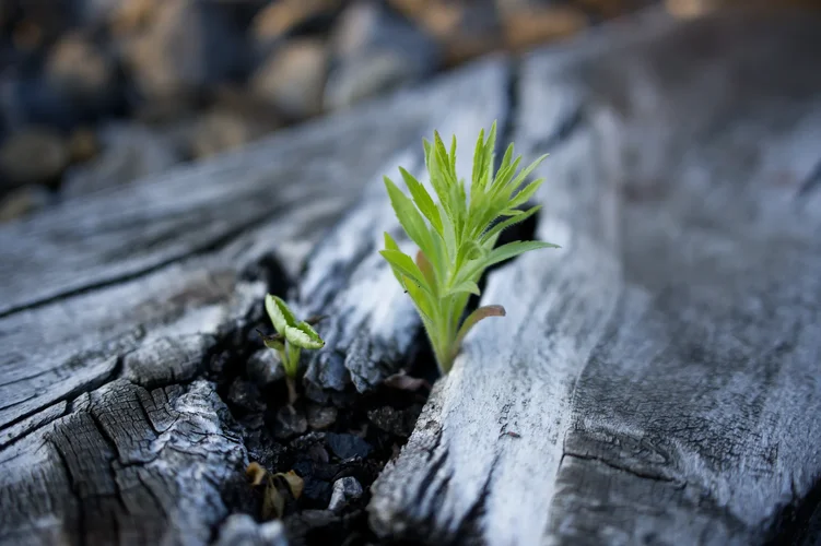 DSC_0618_DxO.webp DSC_0618_DxO.webp