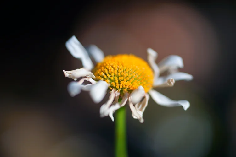 DSC00238.webp DSC00238.webp