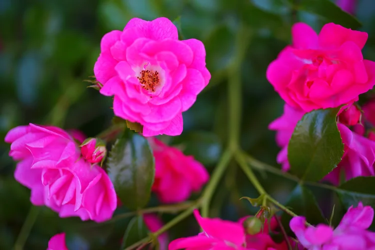 DSC00252.webp DSC00252.webp