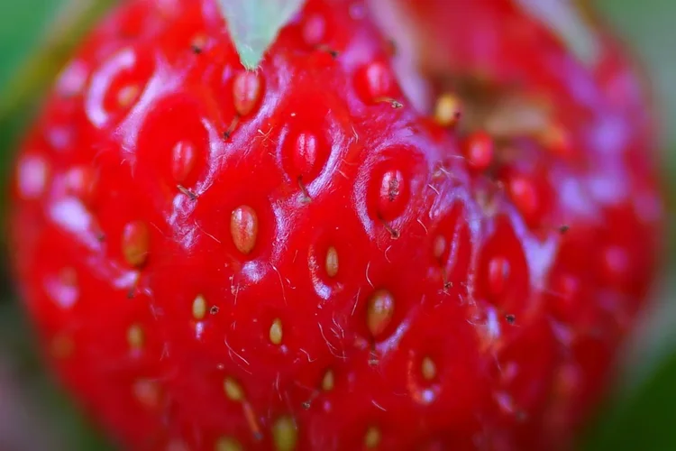 Erdbeere.webp Erdbeere.webp