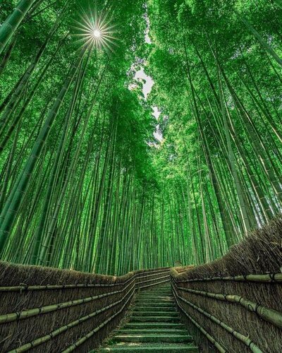 bamboo_forest_arashiyama_kyoto_japan.jpg