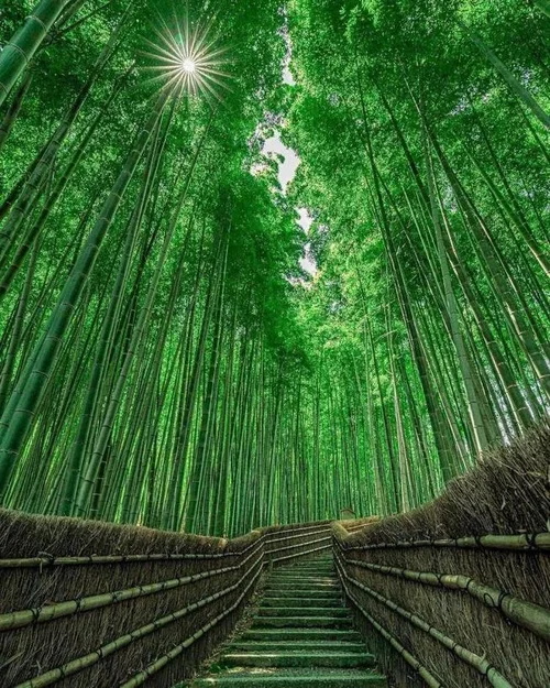 bamboo_forest_arashiyama_kyoto_japan.webp