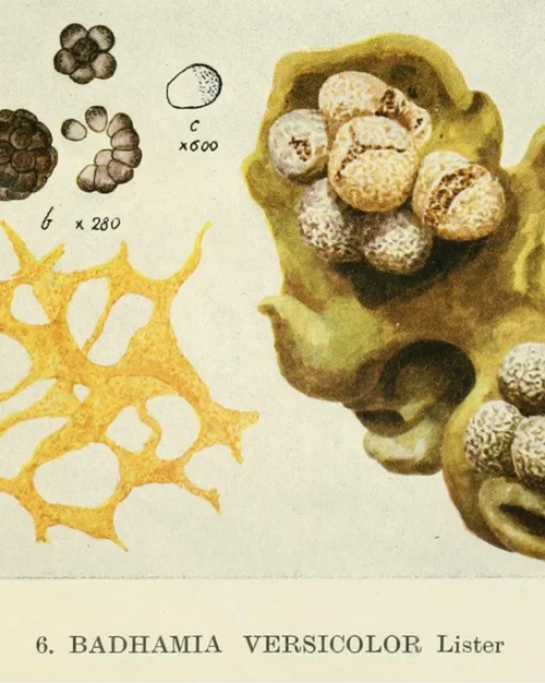 Compilation_#03_Instagram_Fact_Post_02_02.webp Compilation_#03_Instagram_Fact_Post_02_02.webp