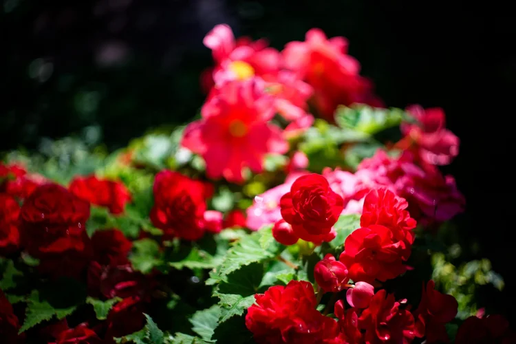 DSC_9294_DxO-1.jpg DSC_9294_DxO-1.jpg