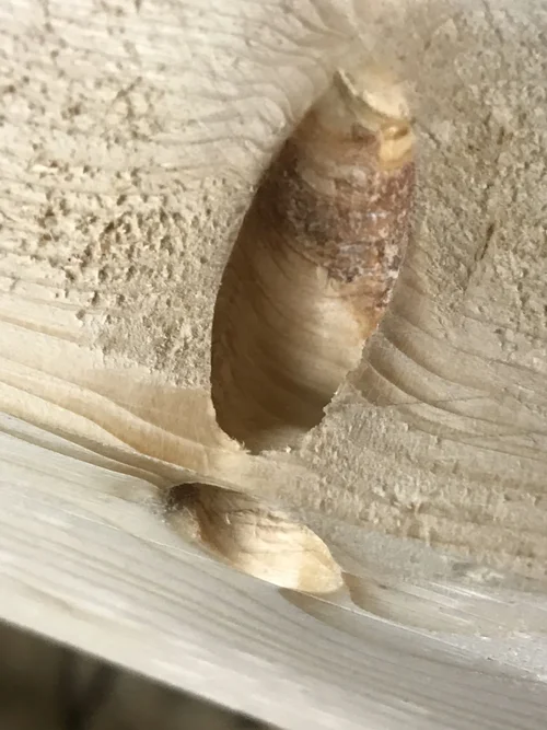 IMG_6976.webp IMG_6976.webp