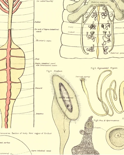 Compilation #03 Myxos #01_draft-2.png Compilation #03 Myxos #01_draft-2.png