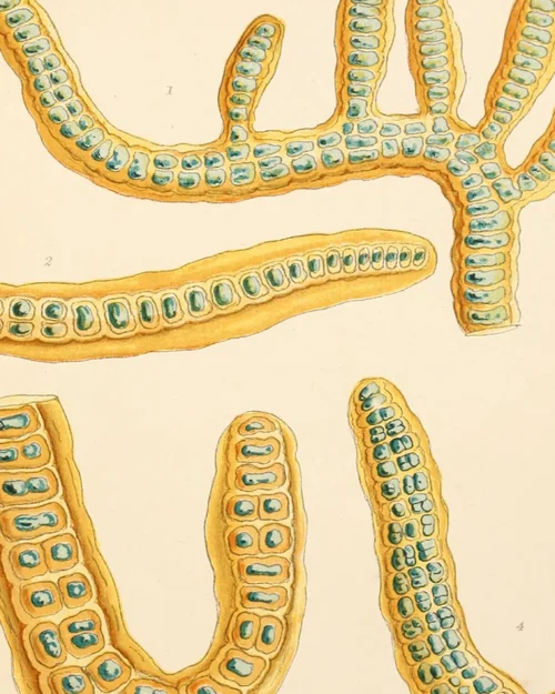 Compilation #03 Myxos #03-2.webp Compilation #03 Myxos #03-2.webp