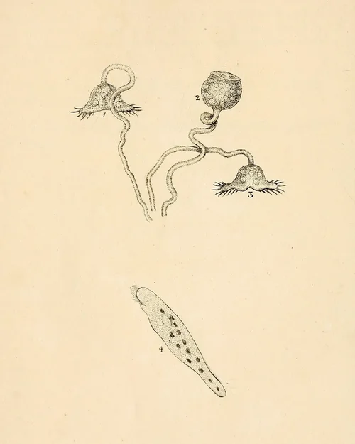 Compilation #03 Myxos #04-2.png Compilation #03 Myxos #04-2.png