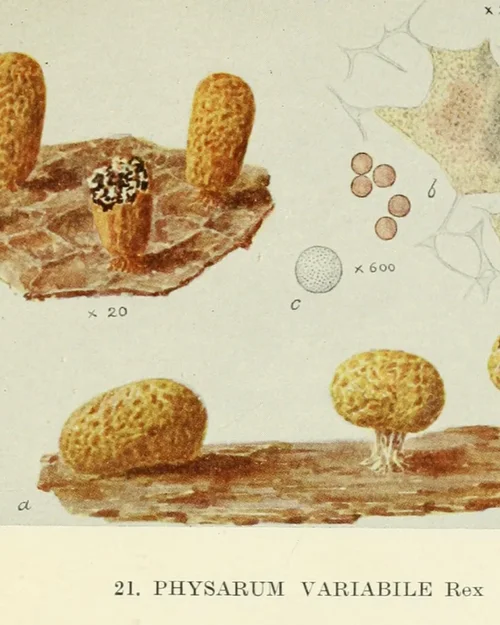 Compilation #03 Myxos #05_draft-1.webp Compilation #03 Myxos #05_draft-1.webp