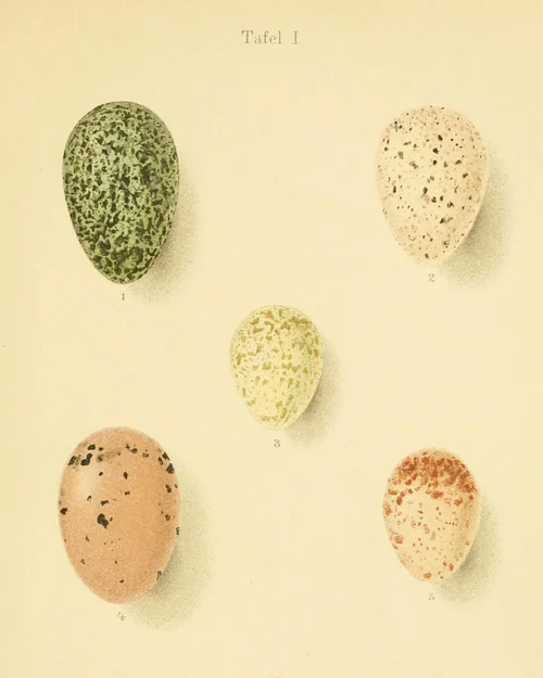 Compilation #03 Myxos #07-2.webp Compilation #03 Myxos #07-2.webp