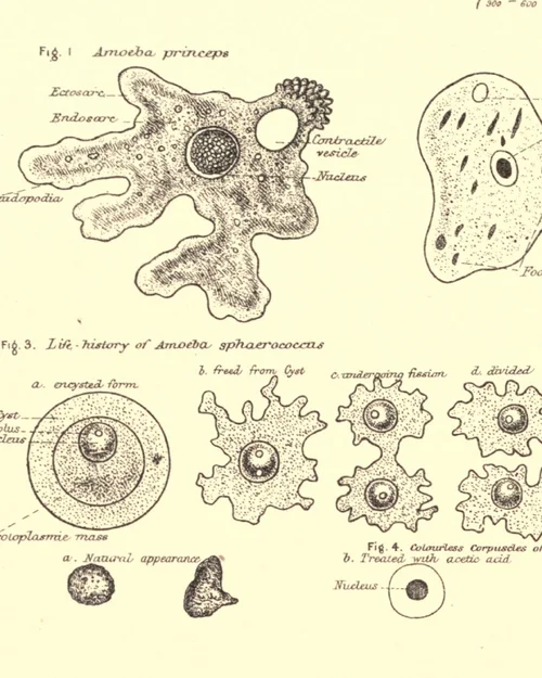 Compilation #03 Myxos #08-4.webp Compilation #03 Myxos #08-4.webp