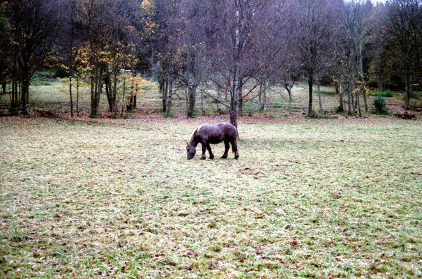 Spessart_Canon_QL17_003.jpg