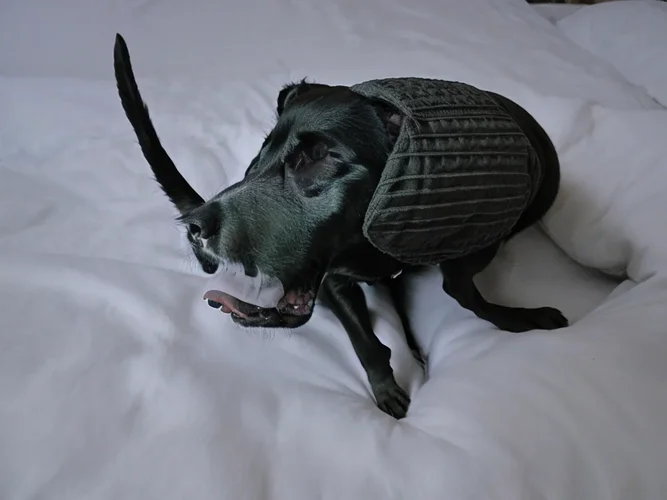 00069-1570033213.webp 00069-1570033213.webp