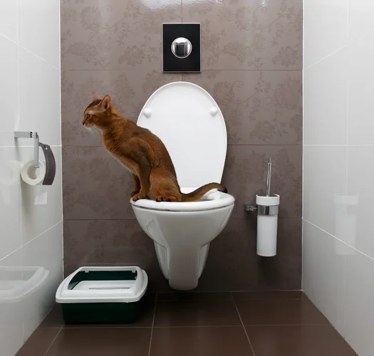 1728660404433.webp 1728660404433.webp