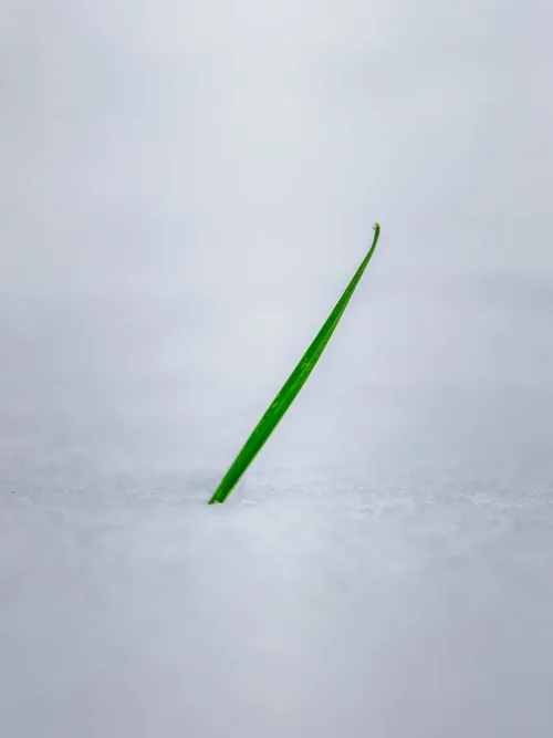 20250111_OM-1MarkII_P1110002-DxO_DeepPRIME XD2s.webp