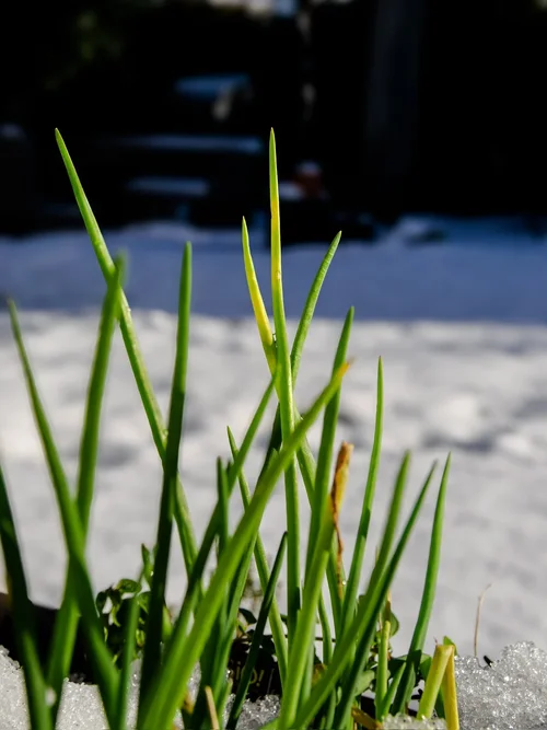 20250110_OM-1MarkII_P1100044-DxO_DeepPRIME XD2s.webp