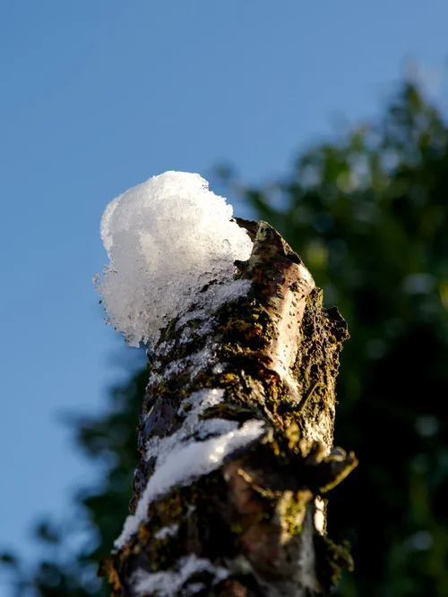 20250110_OM-1MarkII_P1100032-DxO_DeepPRIME XD2s.webp