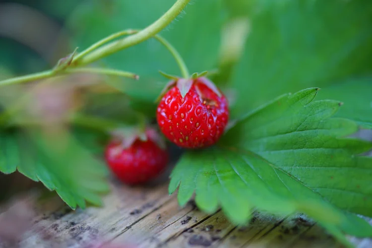 DSC00239.jpg DSC00239.jpg