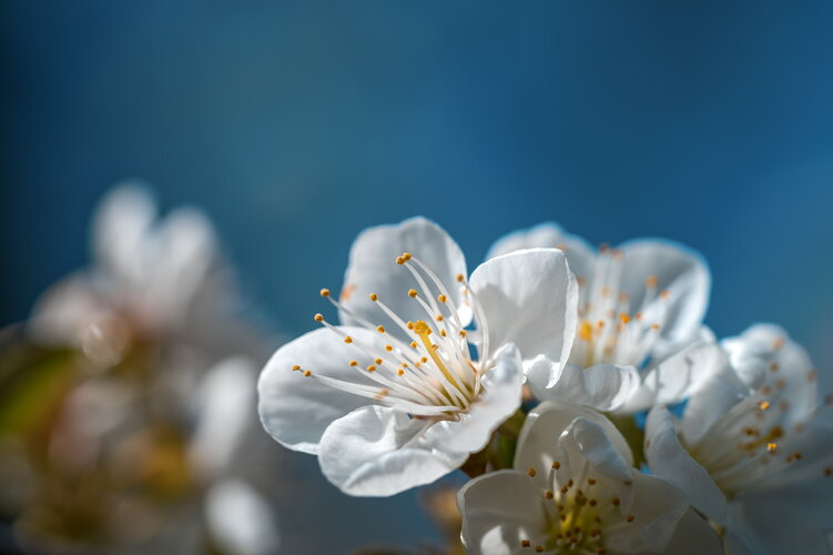 20250409_ILCE-7CR_DSC00286.jpeg