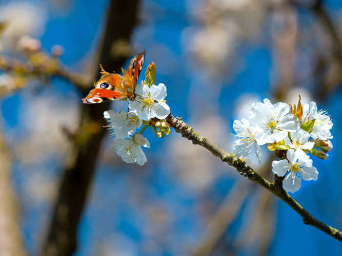 20250404_OM-1MarkII_P4040042-DxO_DeepPRIME XD2s.jpeg