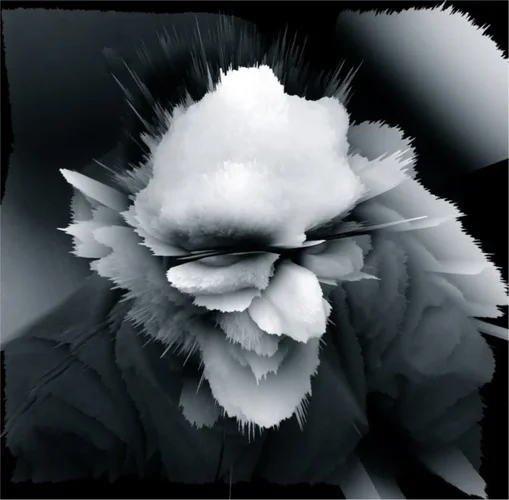 Dornengummel.webp Dornengummel.webp