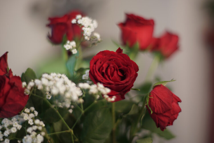 Summilux 80 Rose.jpg