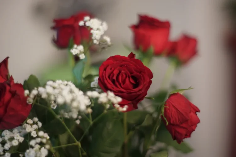 Summilux 80 Rose.webp Summilux 80 Rose.webp