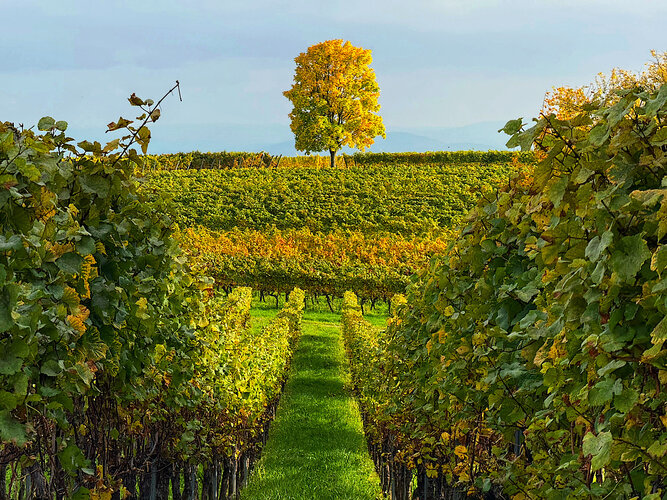 IMG_5470.jpeg IMG_5470.jpeg