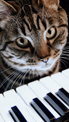 2025-09-13_1033.gif 2025-09-13_1033.gif