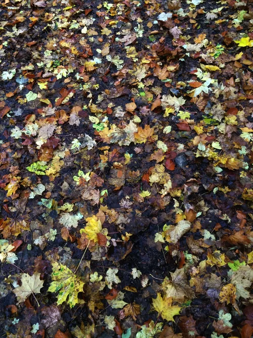 IMG_0539.webp IMG_0539.webp