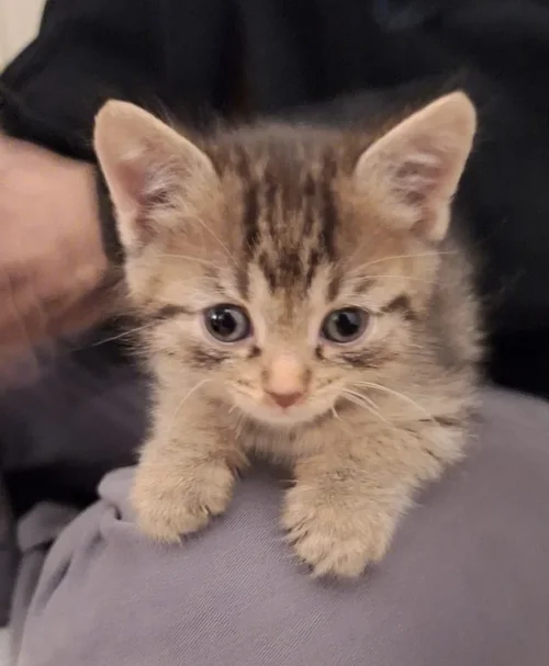 tigger.webp tigger.webp