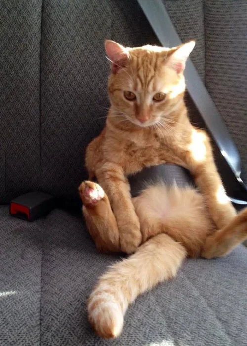 0ee1e87d28a34b52f329dc631aba891f.webp 0ee1e87d28a34b52f329dc631aba891f.webp