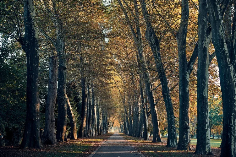 7800B2FD-333D-4564-A1D1-D1DC60A6F023.webp 7800B2FD-333D-4564-A1D1-D1DC60A6F023.webp