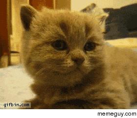 kitten-falls-asleep-suddenly-79317.gif