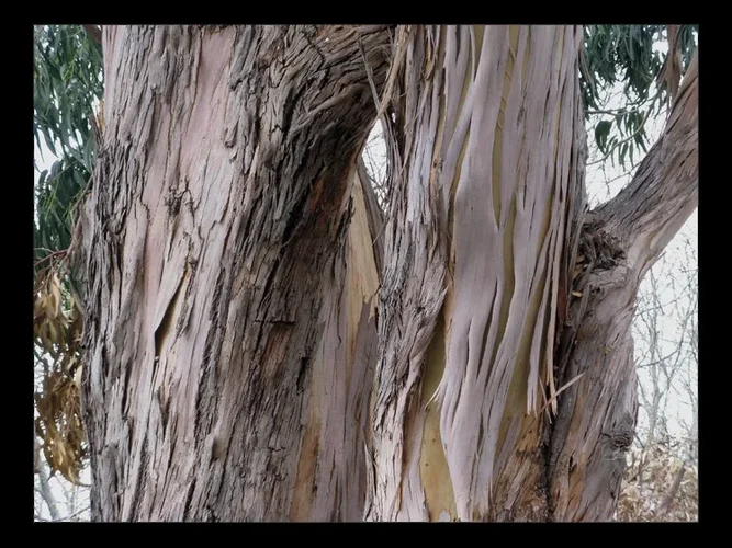 eukalyptus.webp eukalyptus.webp