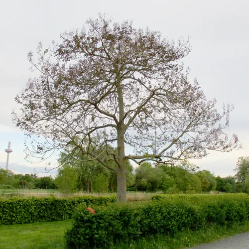 190510_54_960x960.webp 190510_54_960x960.webp