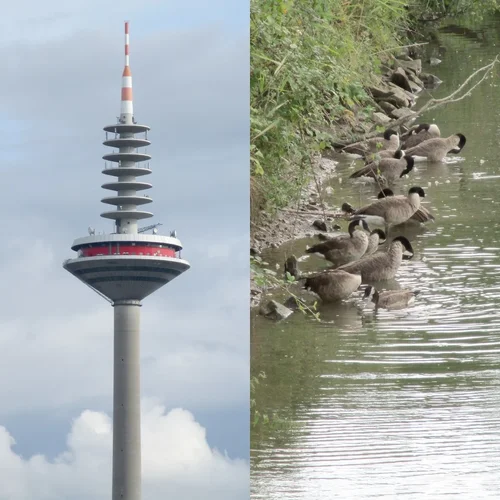 190815_32_37_960x960.webp 190815_32_37_960x960.webp